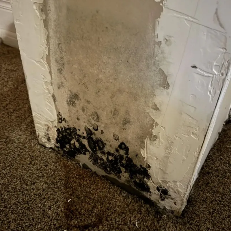 Professional Mold Removal in Ponchatoula, LA